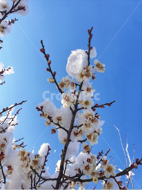 식물,꽃,flower,snow,sky,하늘,plant