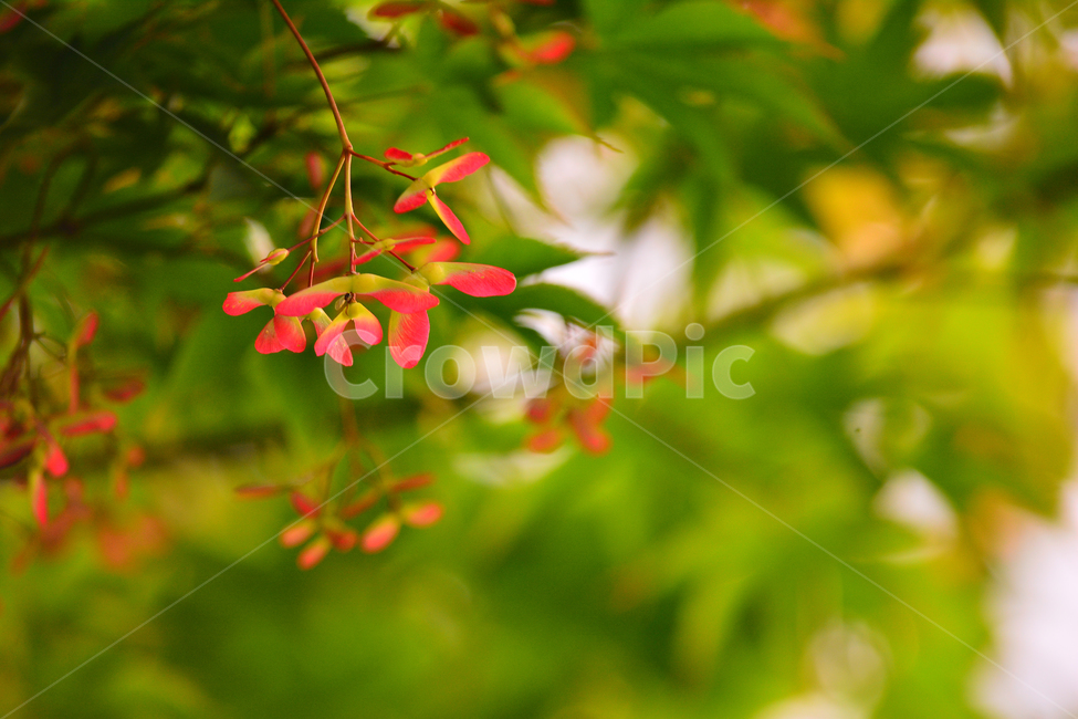 단풍나무,보케,새순,씨앗,작은,바람개비,시즌,식물,초본,season,계절,5월,어울림,flowers,청정,green,초록,신록,녹색,나무,plant,nature,maple,식물,자연,plants,nature