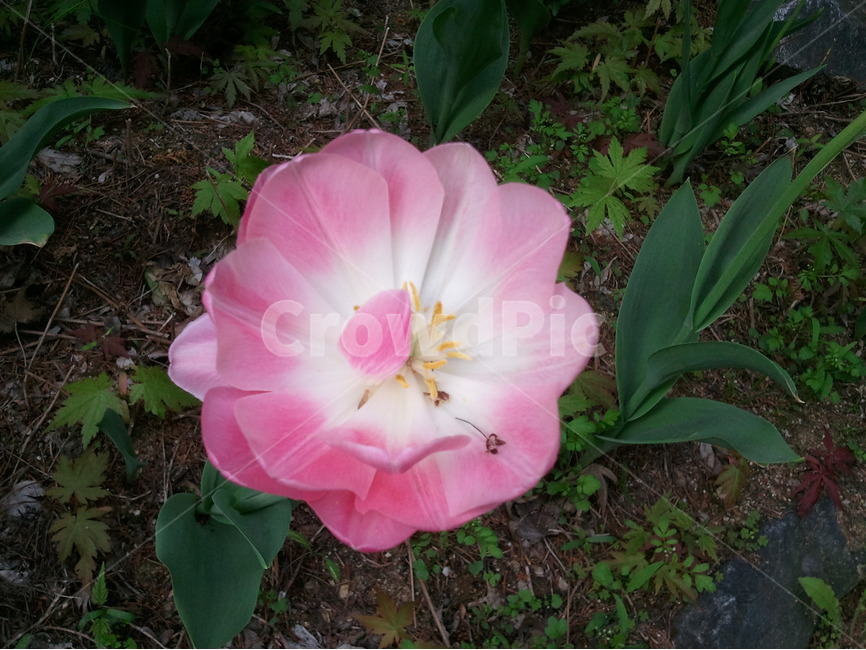 튤립,백합과,화초,분홍색,봄꽃,식물,자연,plants,nature,꽃,flower