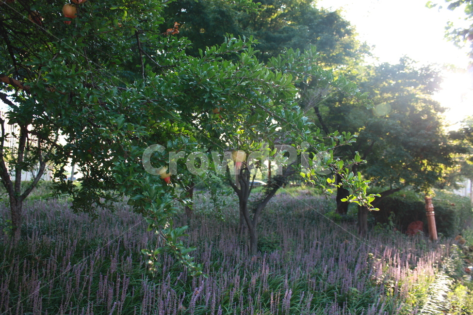 tree,nature,자연,식물,나무