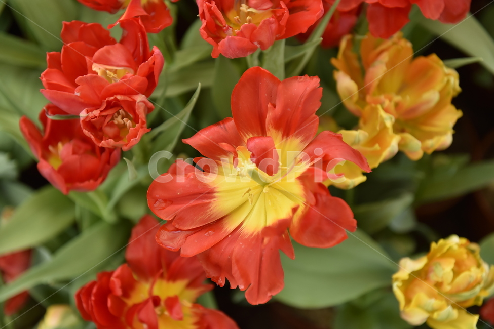 flower,plant,식물,blossom,꽃,제라늄,geranium