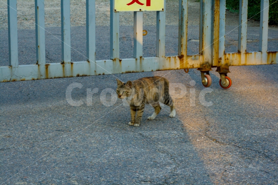 고양이,길거리,골목,철문,주차장,동물,animal,포유류,mammal,고양이,cat,kitten,kitty