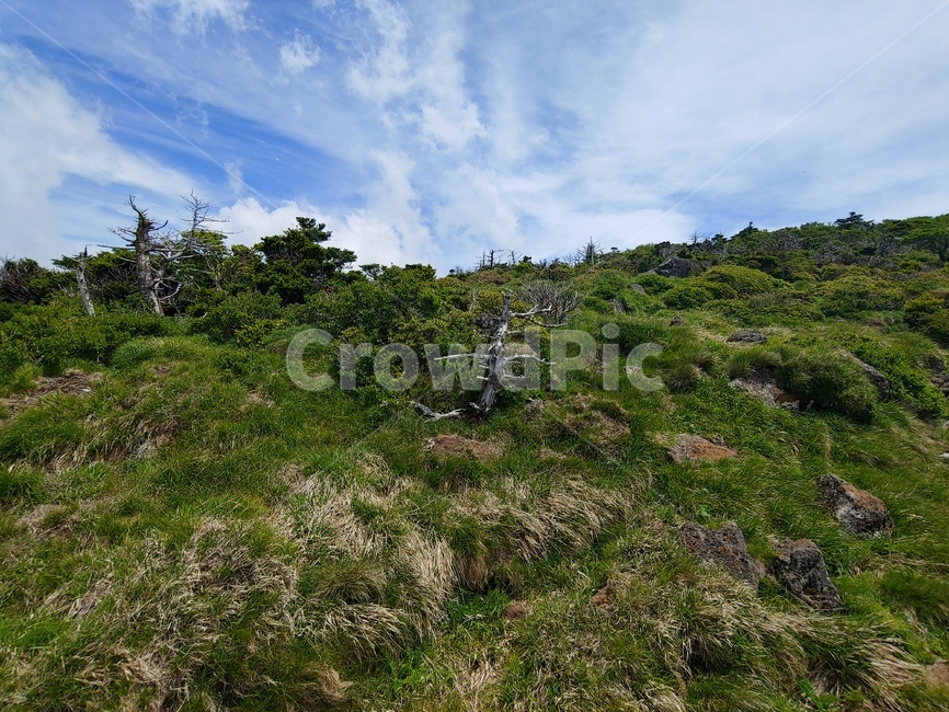산,하늘,나무,초록,숲