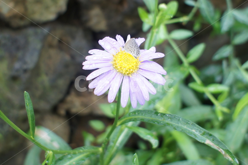 꽃,봄,나비,꽃에앉은나비,연보라색,이슬,식물,자연,plants,nature,꽃,flower