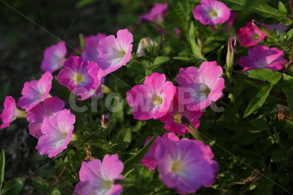 	꽃,자연,붉은색,분홍색,햇빛,5dmark3,식물,자연,plants,nature,꽃,flower