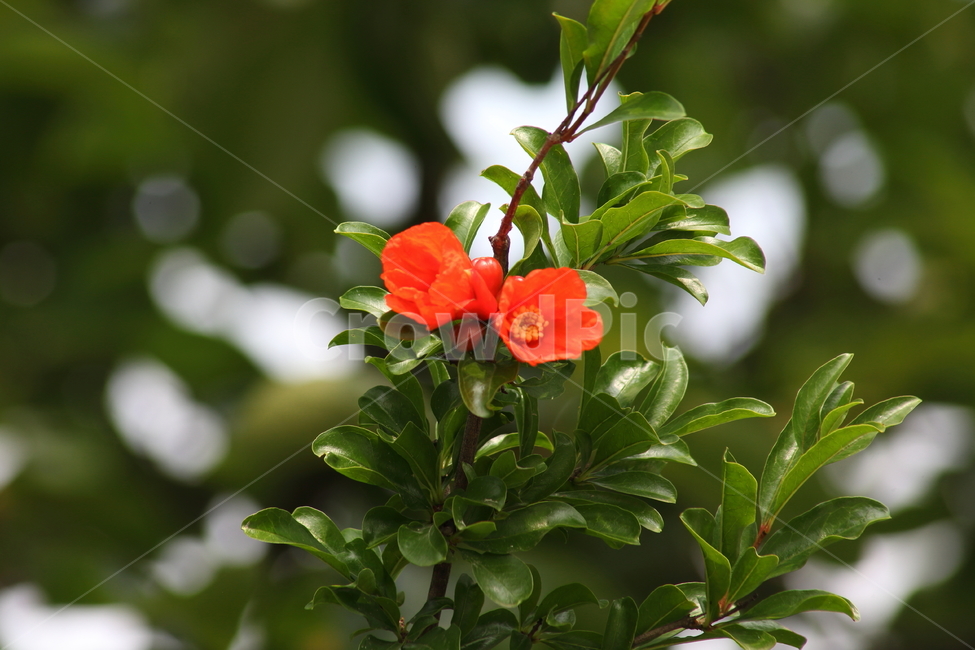 석류꽃,꽃,여름,석류나무,pomegranate