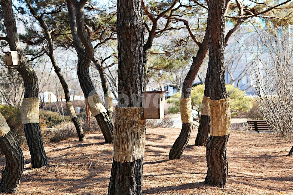 소나무,솔잎,숲,나무,식물,자연,풍경,겨울,공원,자연,풍경,nature,landscape