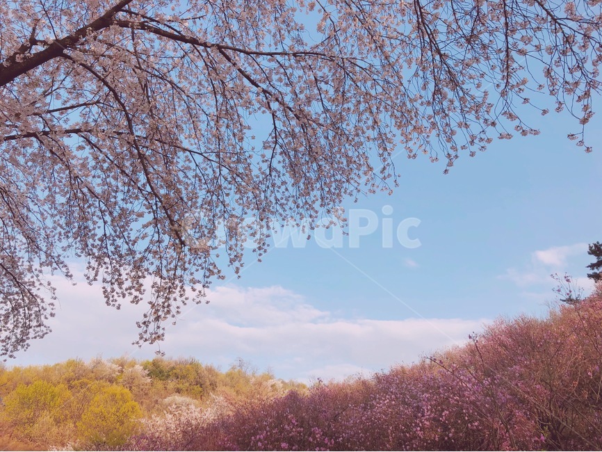 봄,벚나무,하늘,봄감성,봄풍경,나들이,꽃구경,구름,맑음,봄날,봄,계절,spring,season,자연,풍경,nature,landscape,plant,식물,tree,나무
