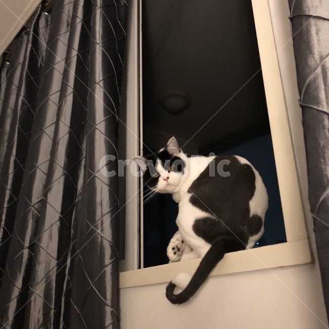 고양이,고양이사진,감성,감성사진,애완동물