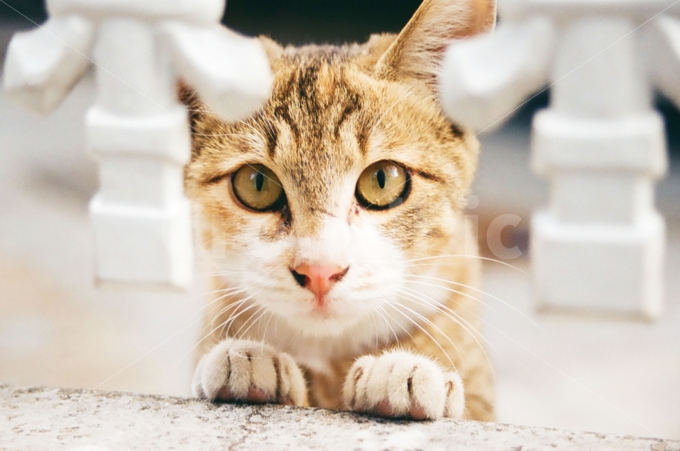 고양이,동물,포유류,cat,kitten,animal,표정,감정,emotion,동물,animal,포유류,mammal,고양이,cat,kitten,kitty,감성,sensible,feeling