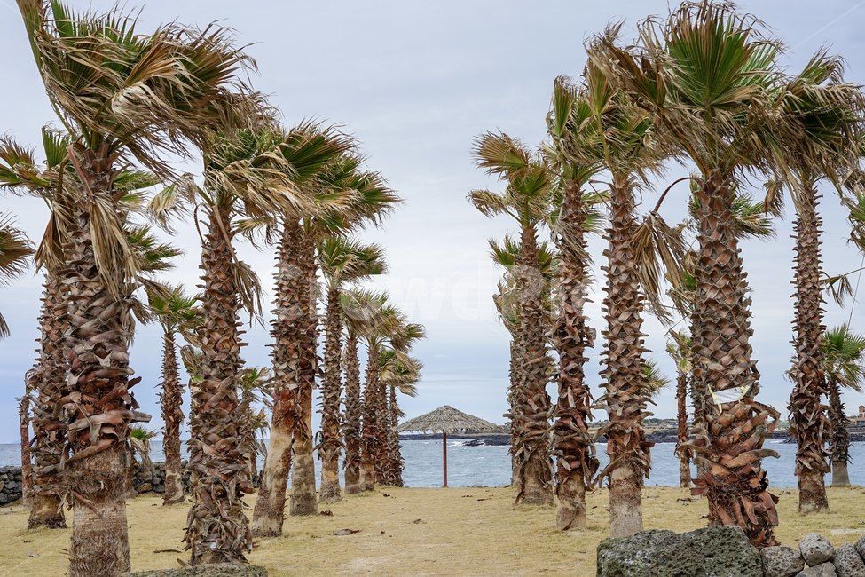 야자수,제주도,바닷가,제주풍경,나무,자연,풍경,nature,landscape,제주도,jeju,jeju island,tree,plant,식물,palm tree,arecaceae,Arecaceae