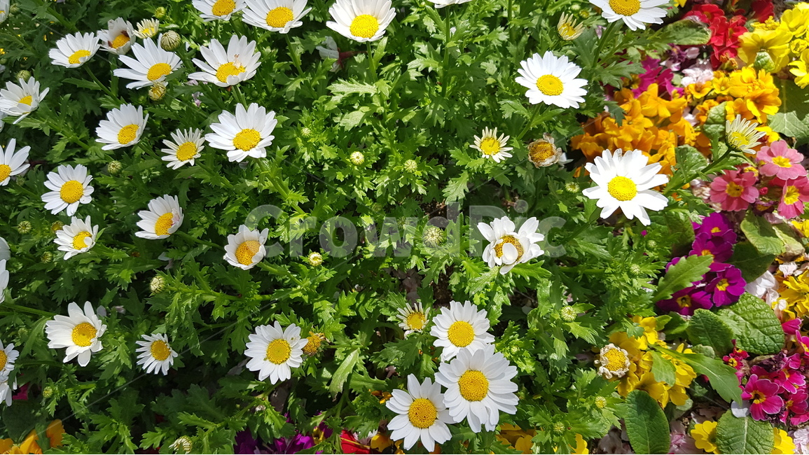 봄,꽃,진해,군항제,들꽃,봄,계절,spring,season,식물,자연,plants,nature,꽃,flower,plant,blossom,daisy,데이지,daisies