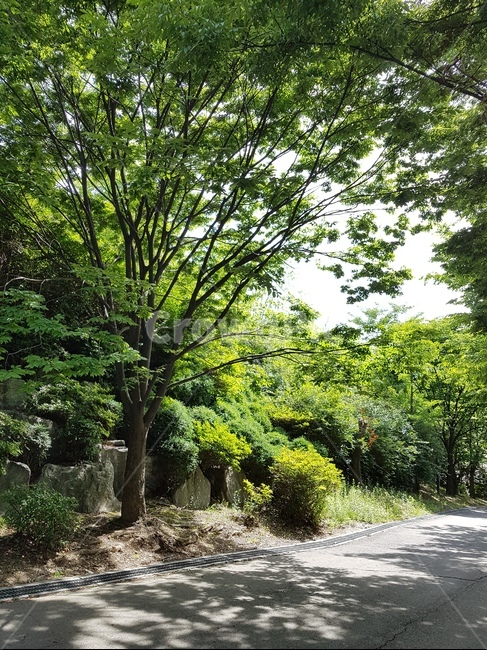 tree,나무,나무줄기,식물,산책로,여름,식물,자연,plants,nature,나무,trees,wood