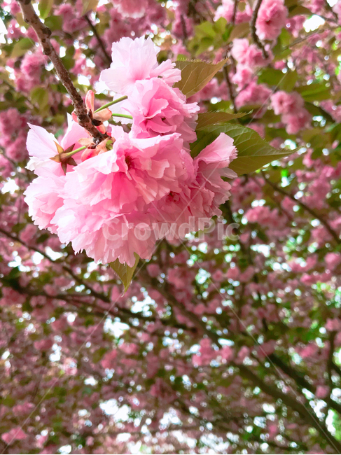 봄,겹벚꽃,꽃,blossom,flower,봄,계절,spring,season,plant,식물