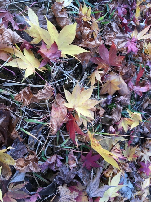 가을,낙엽,단풍,단풍잎,잔디,노란잎,노랑,빨강,가을,계절,fall,autumn,season,leaf,잎,plant,식물,tree,나무