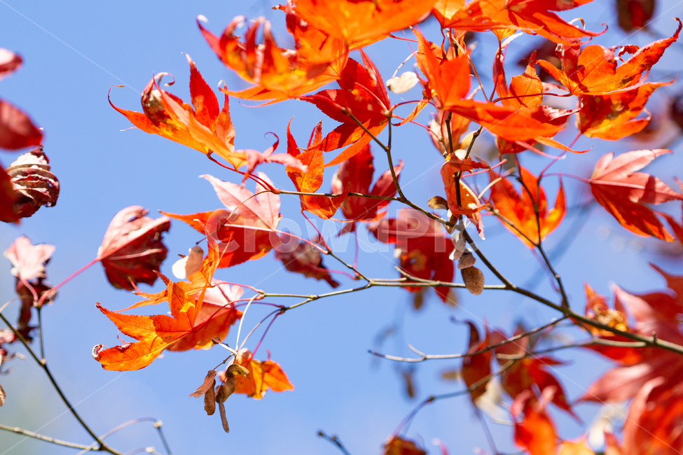 가을,단풍,낙엽,단풍잎,감성,풍경,자연,가을,계절,fall,autumn,season,plant,식물,leaf,잎,tree,나무,maple