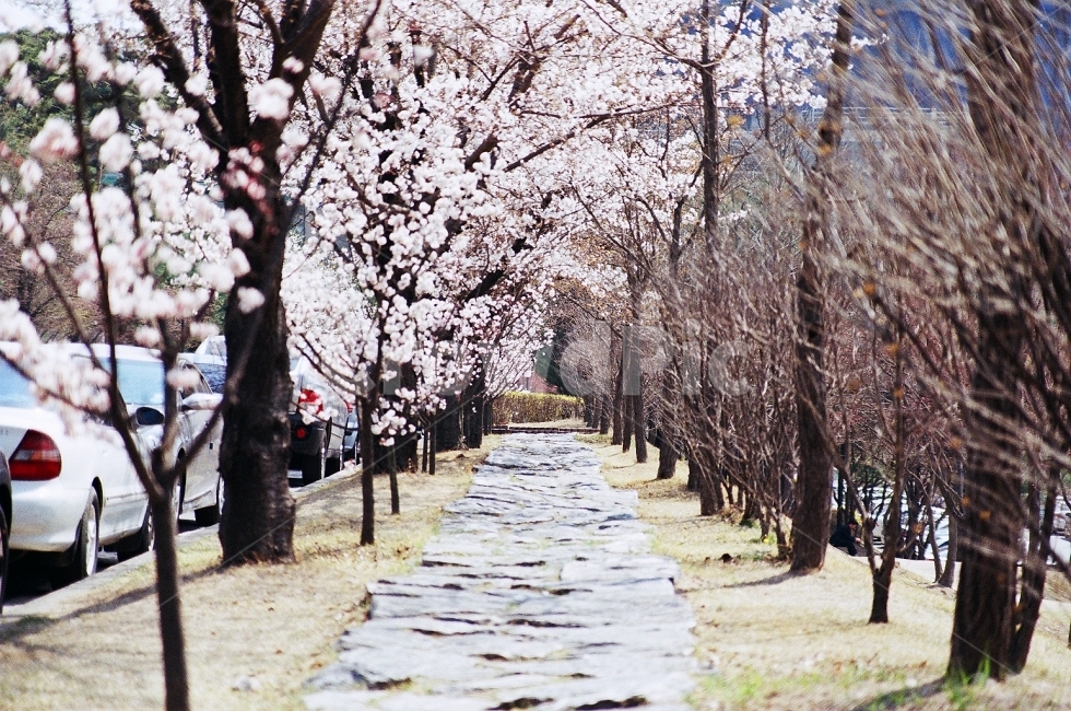 봄,벚꽃,스냅,따뜻함,풍경,풍경사진,스냅사진,벚꽃사진,snap,필름,필름사진,film,filmphotography,landscape,봄,계절,spring,season,자연,풍경,nature,landscape,plant,식물