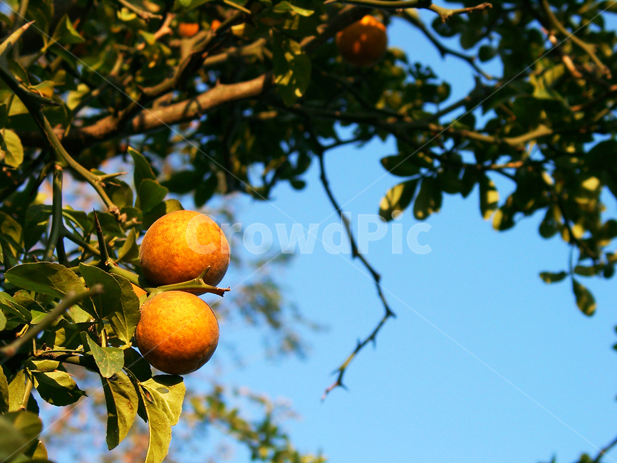 탱자,탱자나무,탱자열매,탱자재배,노란탱재,과일,열매,fruit