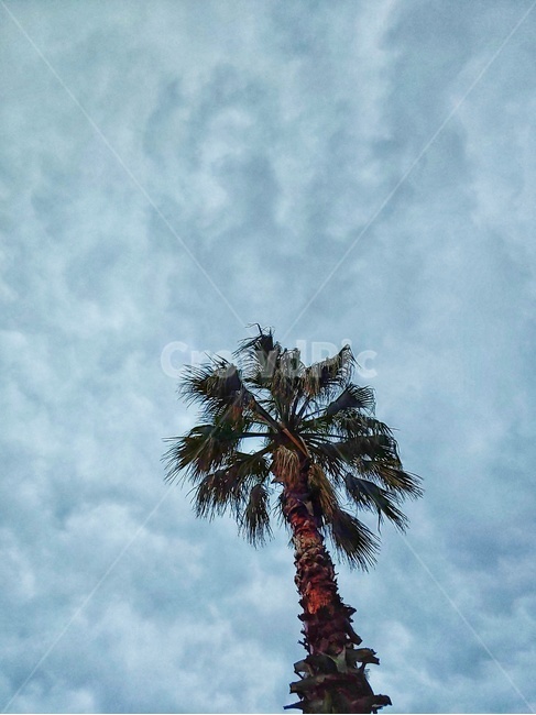 plant,식물,tree,나무,palmtree,야자수,arecaceae,나무,trees,wood
