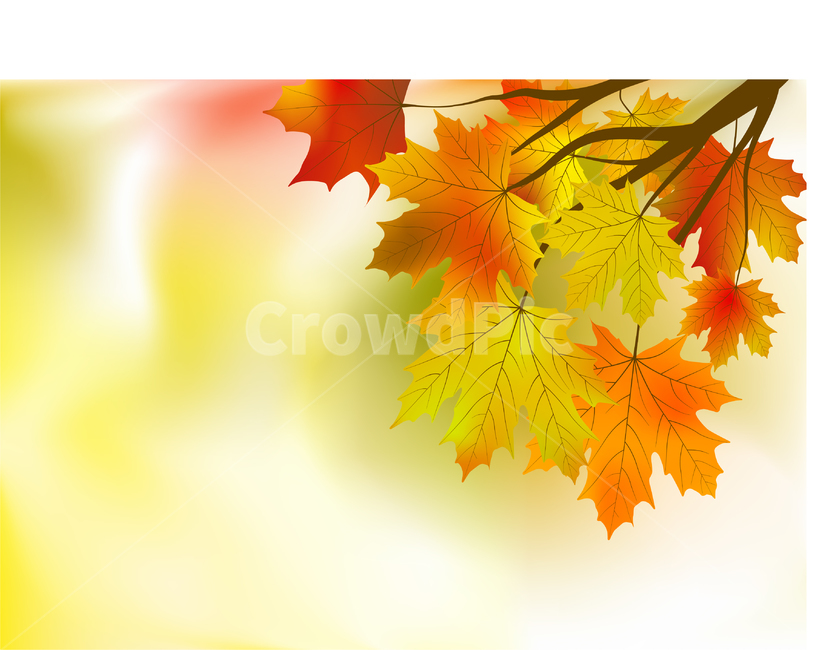 단풍,가을,fall,배경,background,가을,계절,fall,autumn,season,식물,자연,plants,nature,plant,leaf,잎,tree,나무