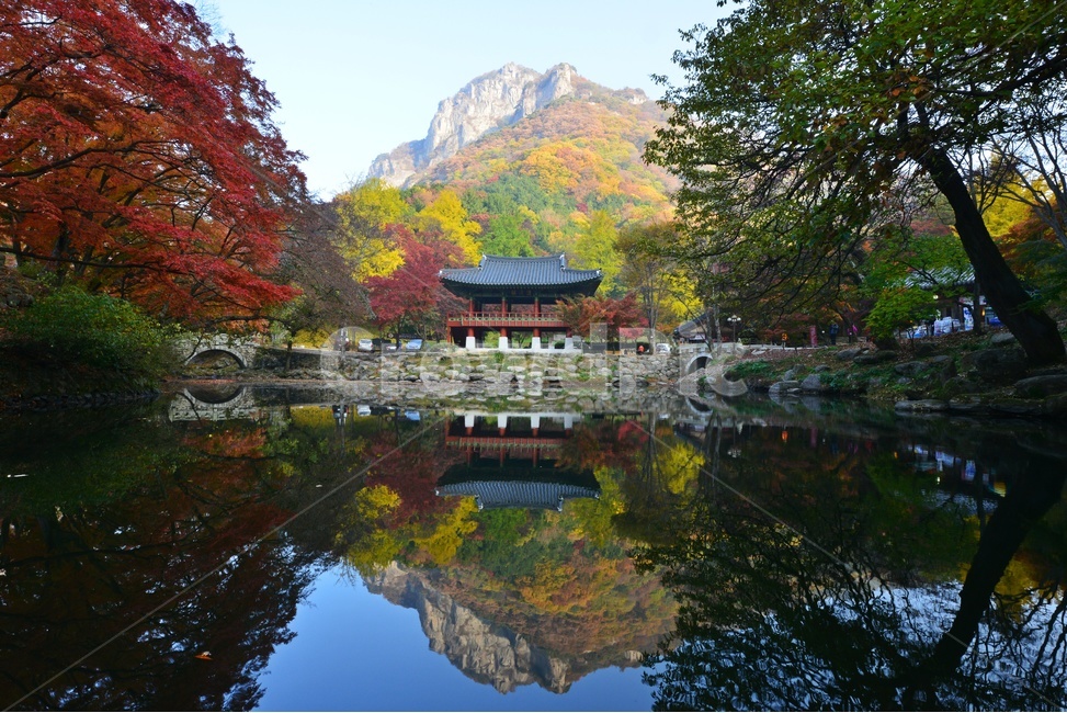 building,건물,architecture,건축물,water,물,outdoors,옥외,nature,자연,tree,나무,plant,식물,maple,단풍,leaf,잎,장성,백양사,백양사추색,가을,계절,추색,만추,단풍잎,반영,쌍계루,백학봉