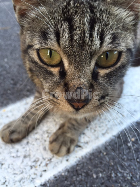 고양이,길고양이,cat,동물,길거리,동물,animal,포유류,mammal,고양이,cat,kitten,kitty