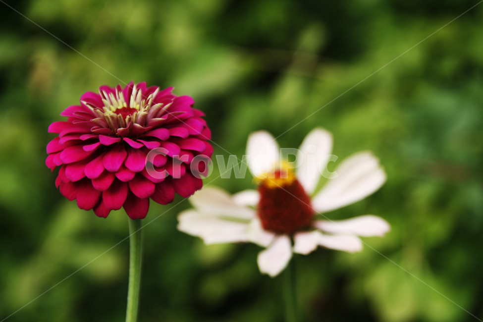 천일홍,꽃,여름,식물,분홍,하얀,식물,자연,plants,nature,꽃,flower