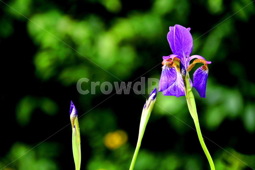 꽃,봄,계절,녹색,풍경,식물,자연,plants,nature,꽃,flower