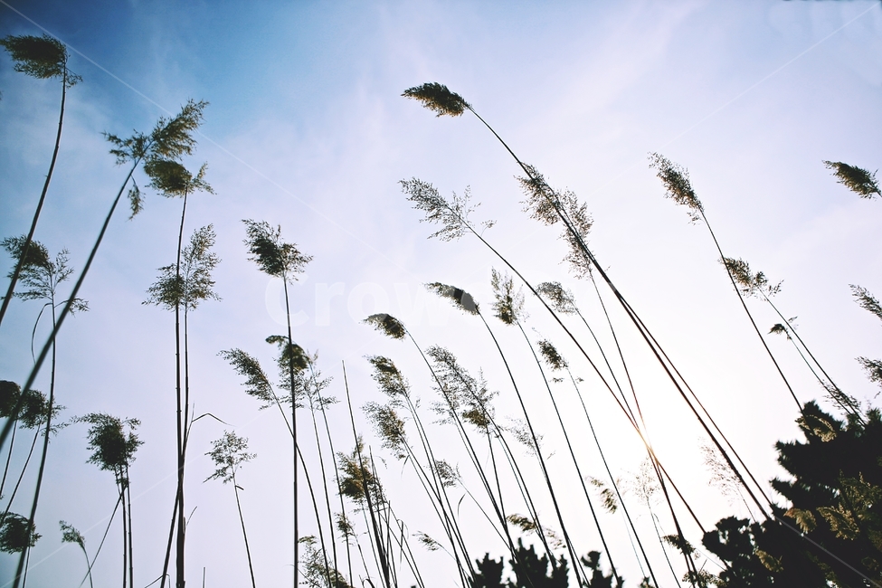 갈대,식물,자연,풍경,배경,풍광,하늘,가을,계절,fall,autumn,season,자연,풍경,nature,landscape,grass,잔디,plant,lawn