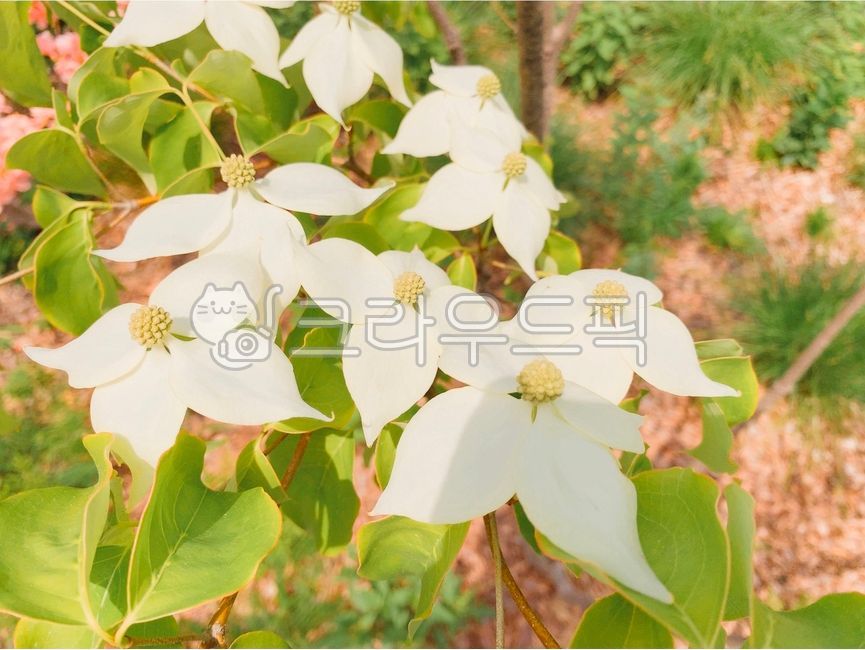 산딸나무꽃,꽃,flower,꽃잎,petal