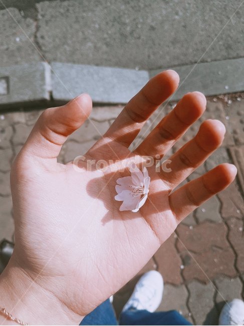 손,봄,벚꽃,꽃,설렘,감성