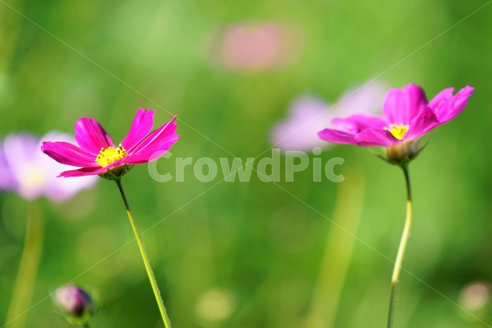 코스모스,가을,꽃,자연,식물,cosmos,nature,fiower,green,pink,가을,계절,fall,autumn,season,식물,자연,plants,nature,꽃,flower,plant