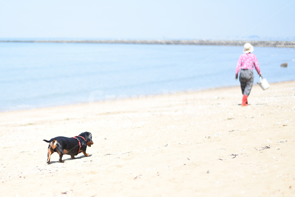 닥스훈트,해수욕장,바닷가,해변,강아지,할머니,졸졸,모래사장,dog,애완견,궁평해수욕장,서해안,서해바다,동물,animal,포유류,mammal,개,강아지,dog,doggy