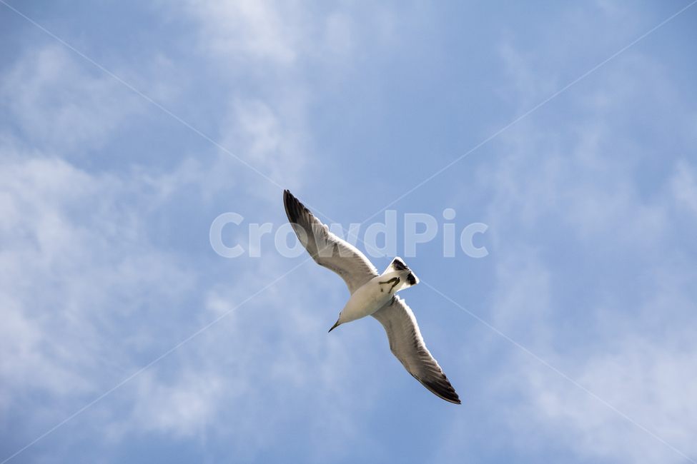 갈매기,새,동물,배경,하늘,구름,푸른하늘,맑은하늘,날개,동물,animal,조류,새,birds