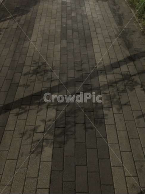 나무,그림자,나무그림자,보도블럭,블럭,달빛,가로,가로등,tree,treeshadow,shadow