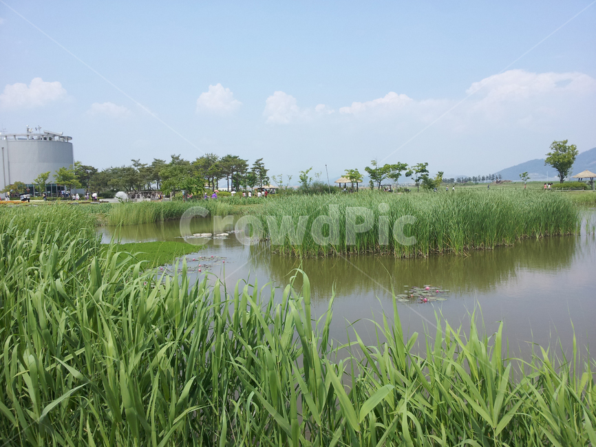 nature,자연,outdoors,옥외,water,물,순천,순천만,생태계,초록,풀,늪,습지,풍경,landscape,경치,scenery,식물,자연,plants,nature