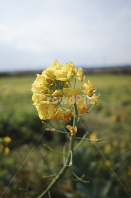 유채꽃,유채,노란꽃,봄,봄꽃,flower,yellow,spring