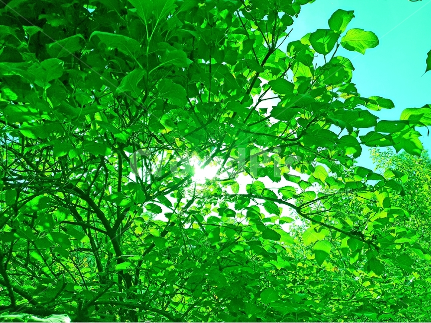 초록,나무,여름,식물,계절,자연,nature,plant,abstract,background,treeleaf,tree,식물,자연,plants,nature