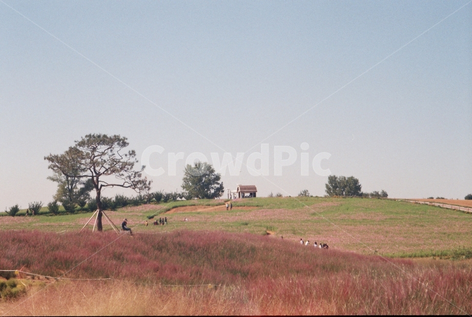 꽃,flower,식물,plant,필름,필름사진,film,나무,tree,nature,자연,outdoors,옥외,숲,공원,park,forest,countryside,field,들,들판