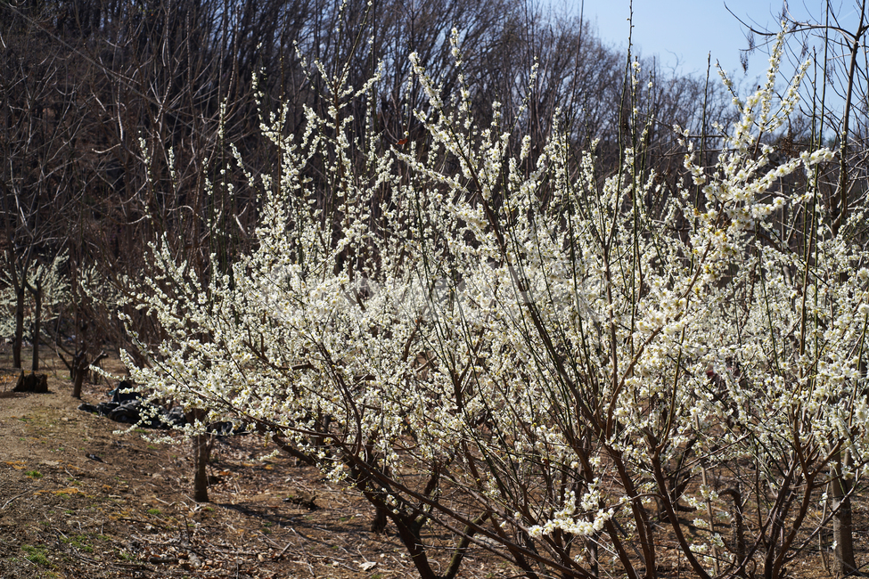 배꽃,배나무,봄,계절,과수나무,흰꽃,pyruspyrifolia,식물,자연,plants,nature,꽃,flower