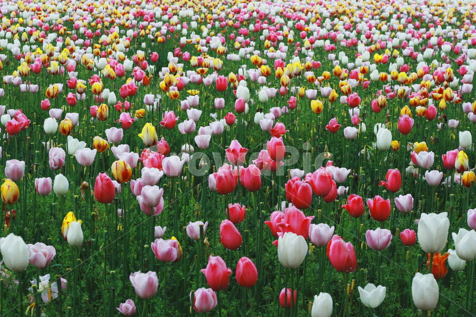 튤립,꽃축제,태안꽃박람회,꽃사진,튤립축제,봄,계절,spring,season,식물,자연,plants,nature,꽃,flower,plant