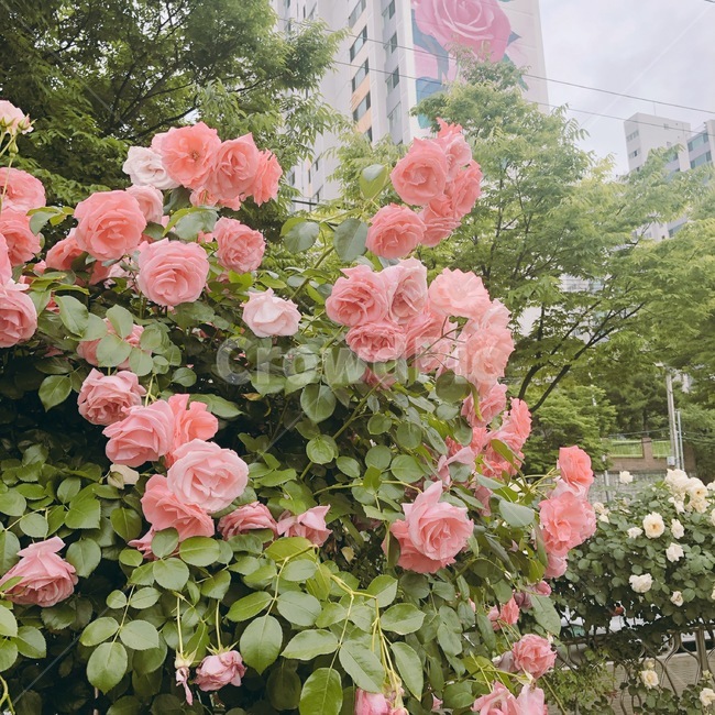 장미,로즈,식물,꽃,풍경