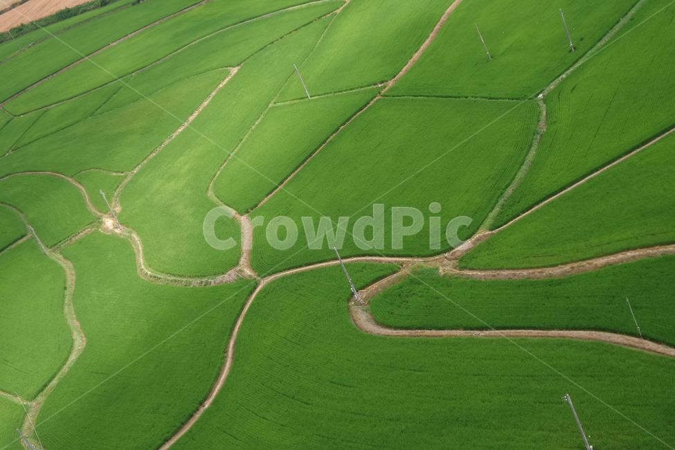 녹색,길,청보리밭,농촌풍경,무늬,산업,industry,industrial,농업,농사,agriculture,farming,farming industry