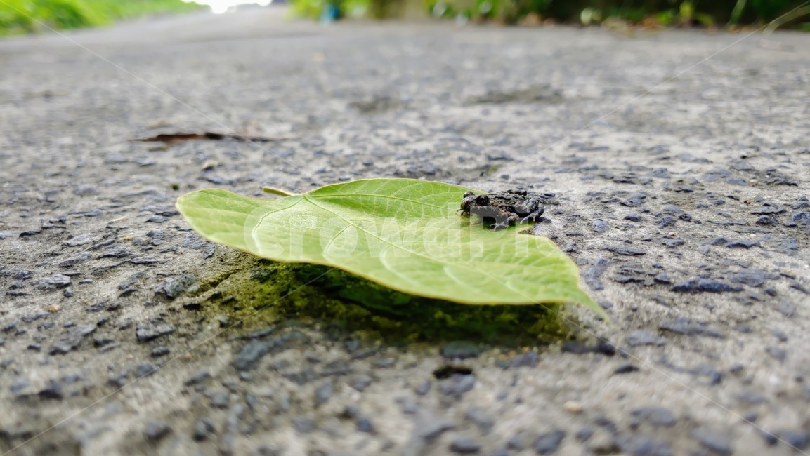 개구리,frog,babyfrog,nature,새끼개구리,작은개구리,leafandfrog