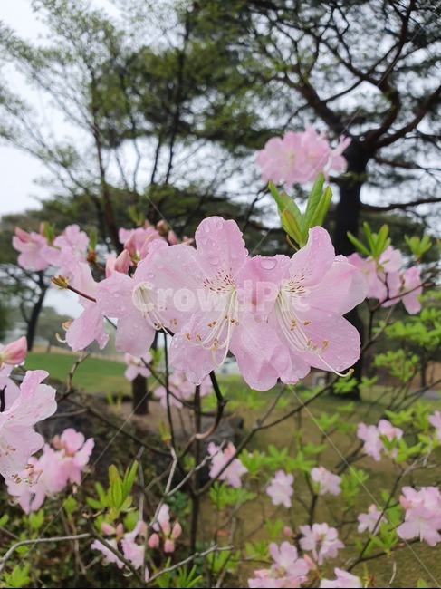 봄,진달래꽃,plants,감성,flower