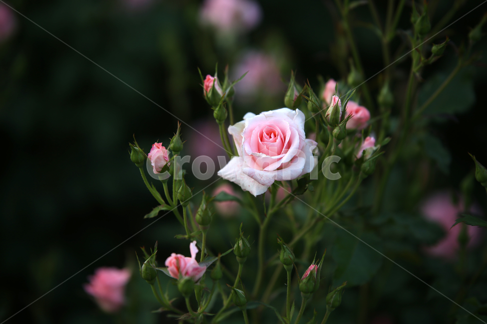 장미,꽃,rose,감성,flower