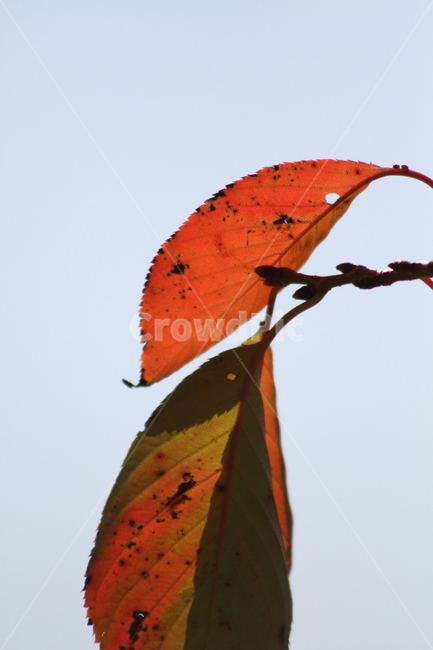 잎,단풍,벚나무잎,redleaves,leaf,가을,계절,fall,autumn,season,veins,정맥