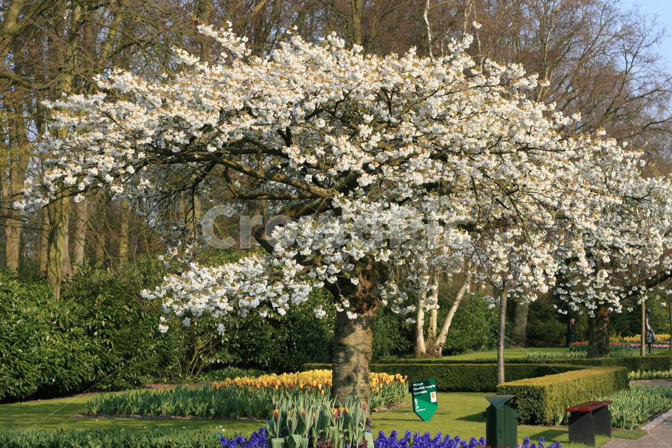 꽃,정원,튤립축제,식물,꽃밭,flower,garden,꽃나무,flowertree,whiteblossom