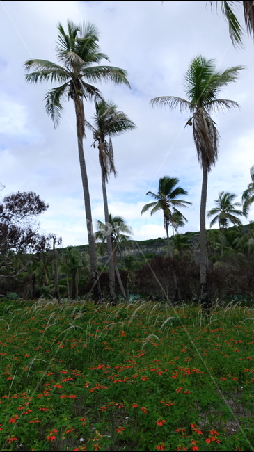 자연,nature,풍경,전망,scenery,birdeyeview,조망,경치,plant,나무,green,야자수,palmtree,꽃밭,flower,우베아,뉴칼레도니아