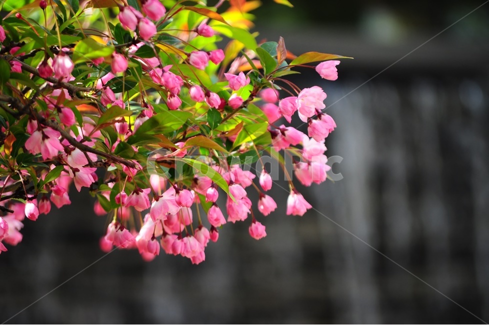 해당화,수사해당화,꽃사과,감성,봄비,식물,자연,plants,nature,꽃,flower